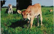 king's calf