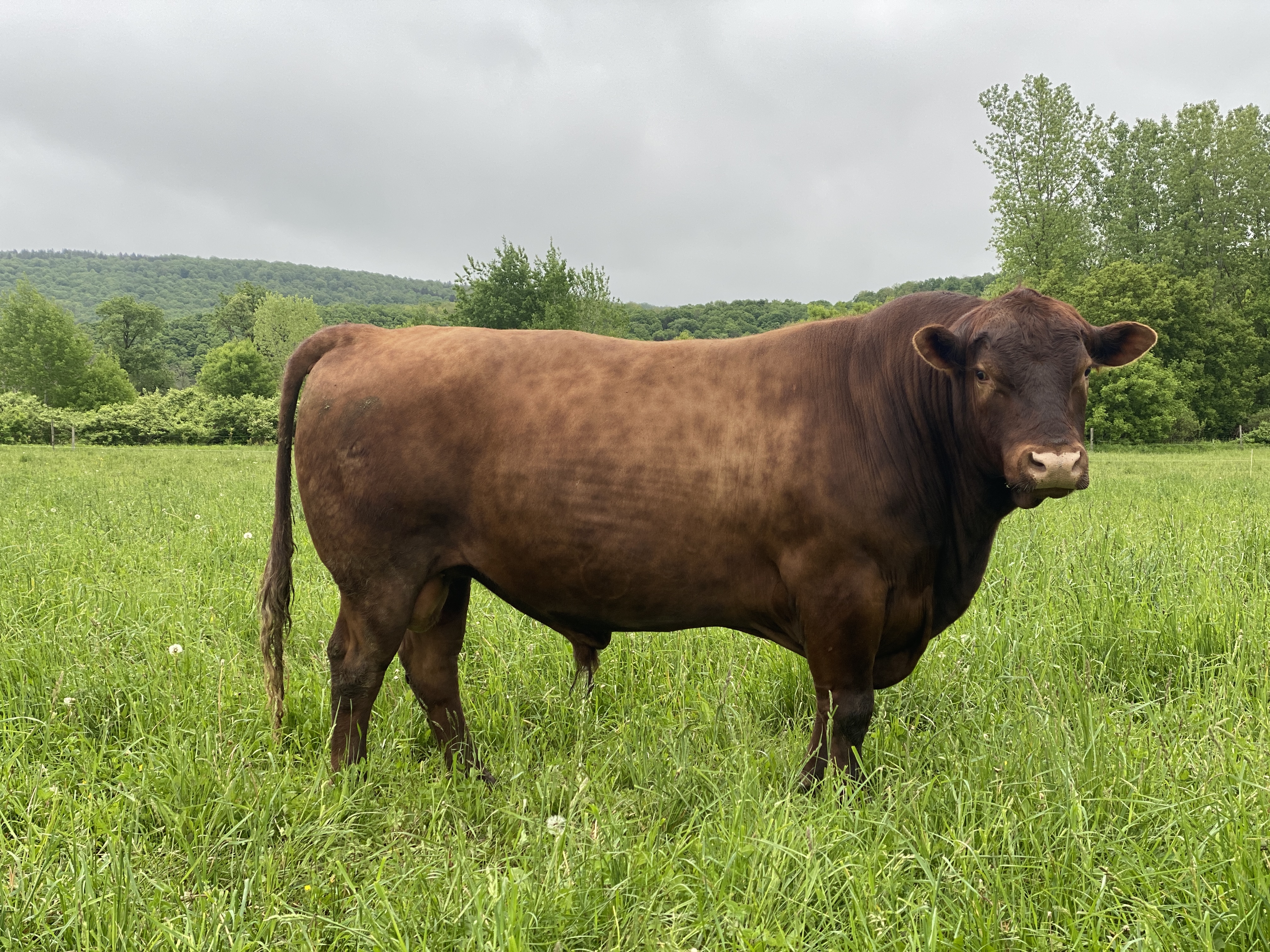 Cobblestone Valley Farm
