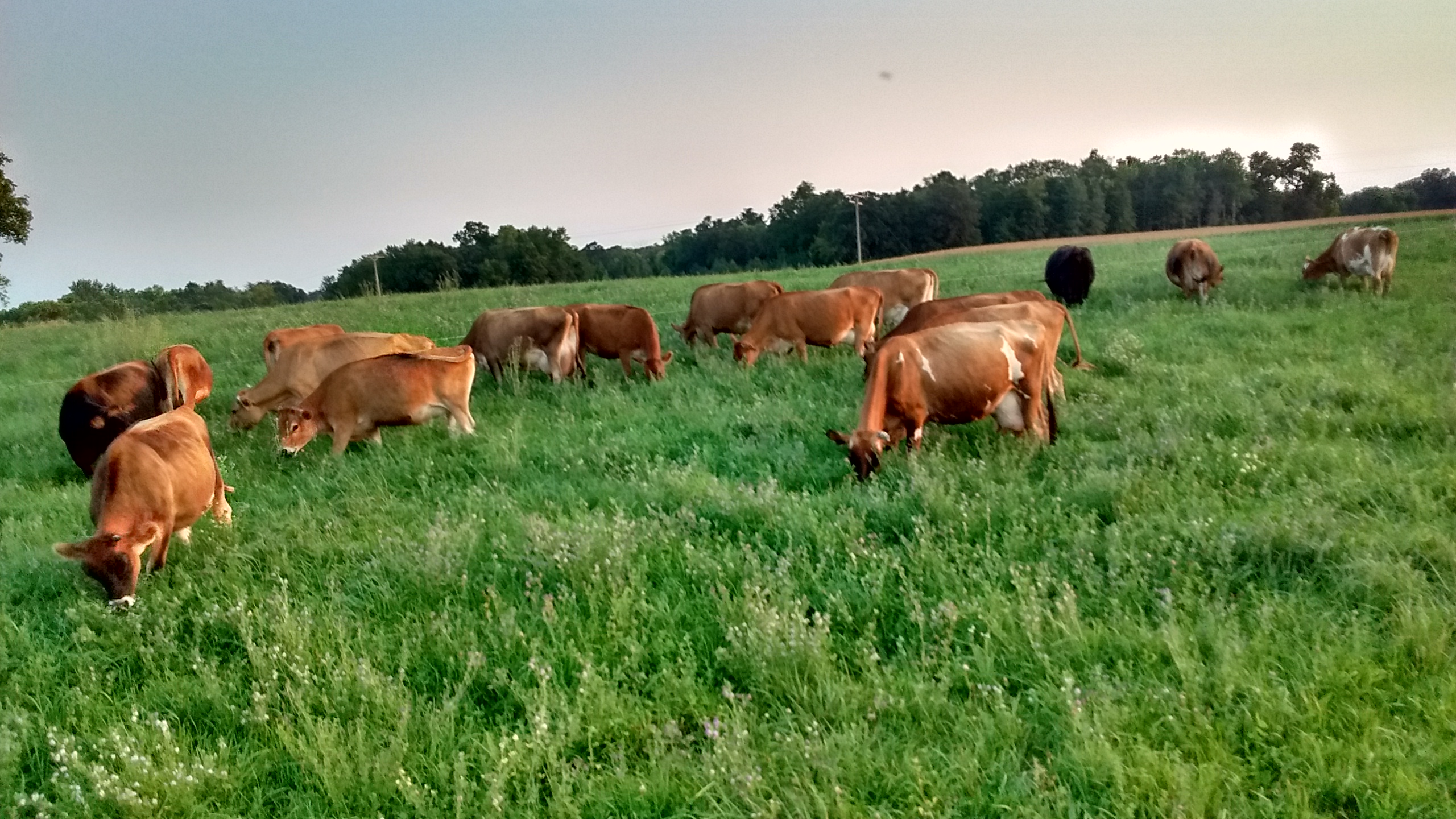 Fruitful Seasons Dairy