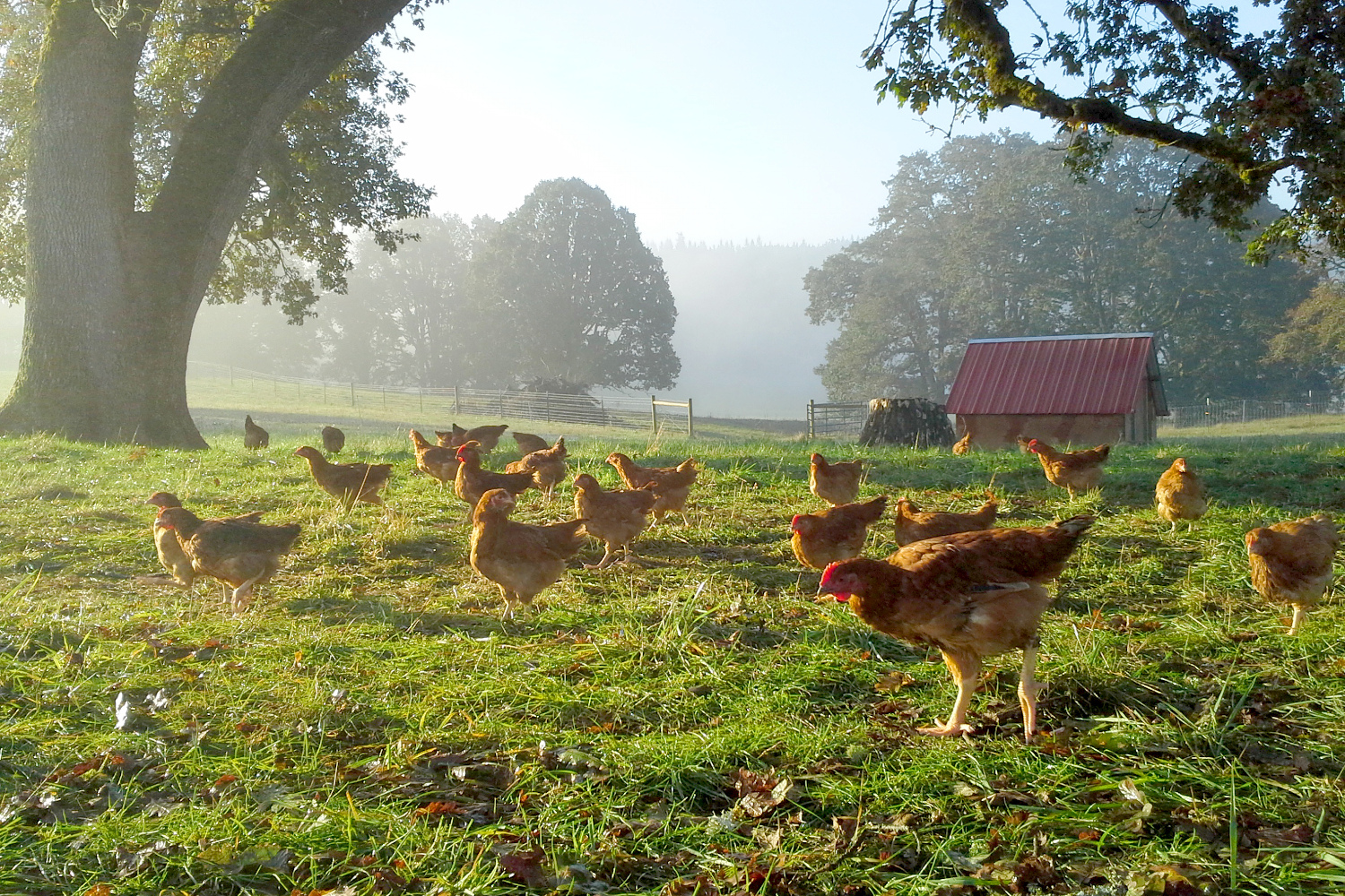 Moomaw Family Farm