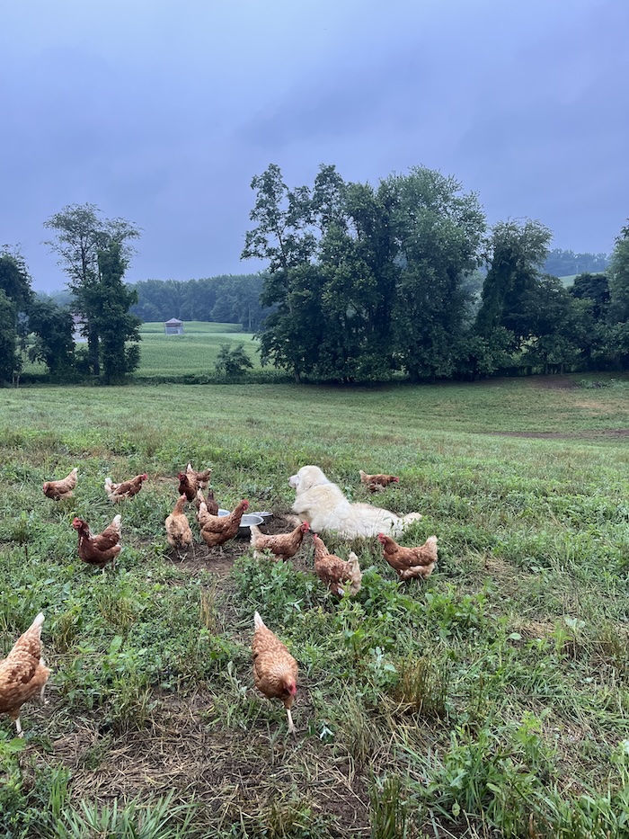 Grand View Farm