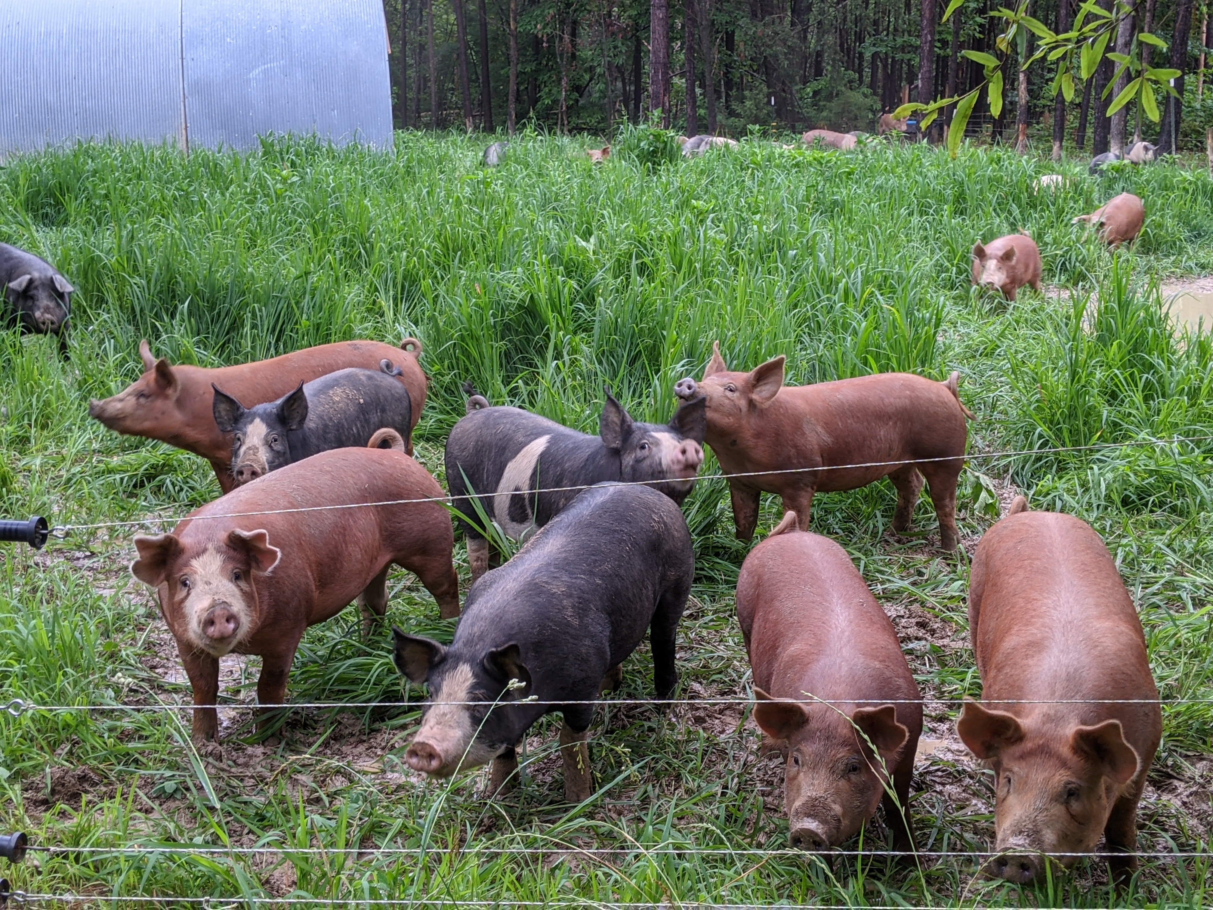 Fickle Creek Farm