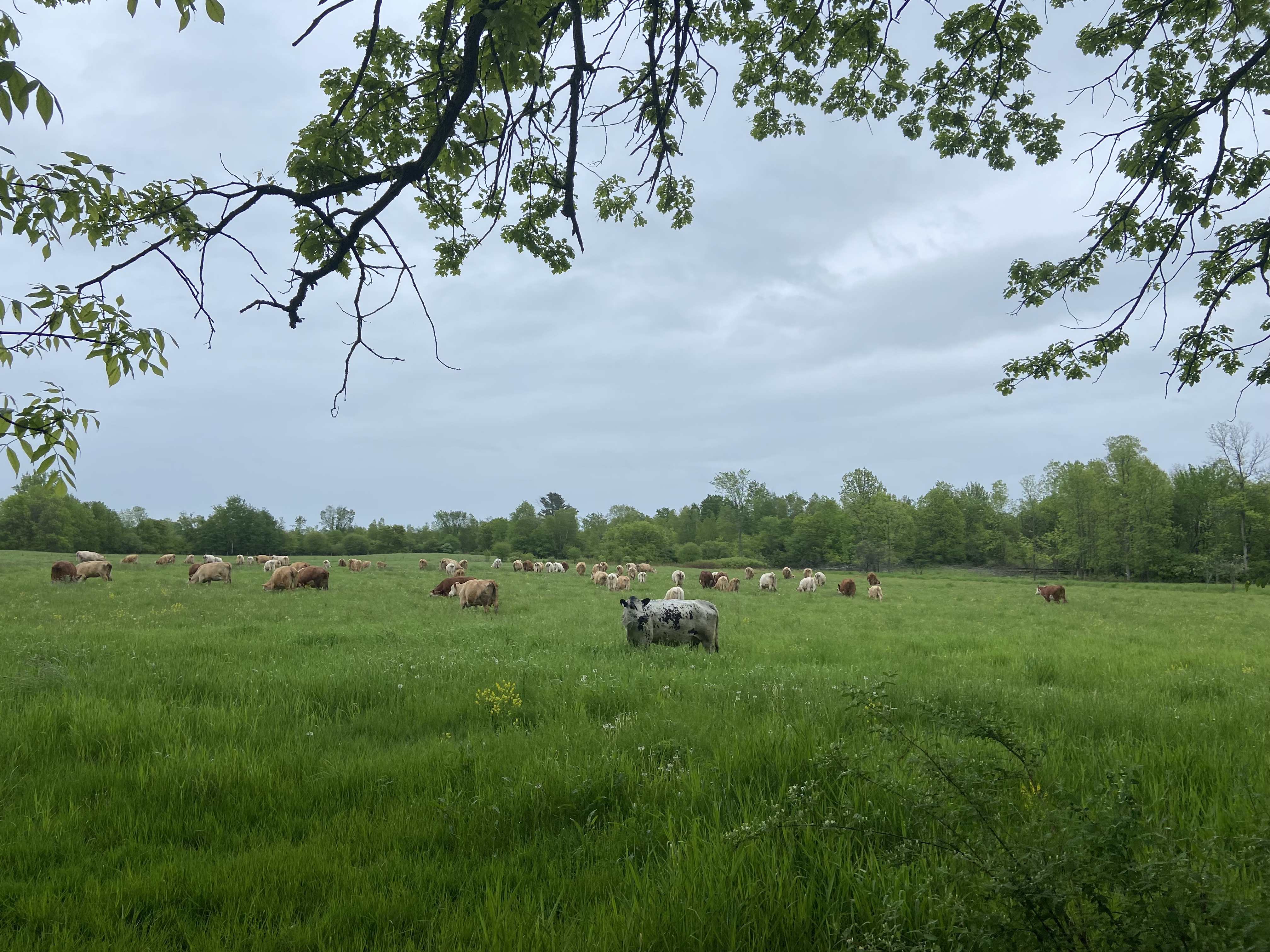 Beef in pasture with barn & home in background