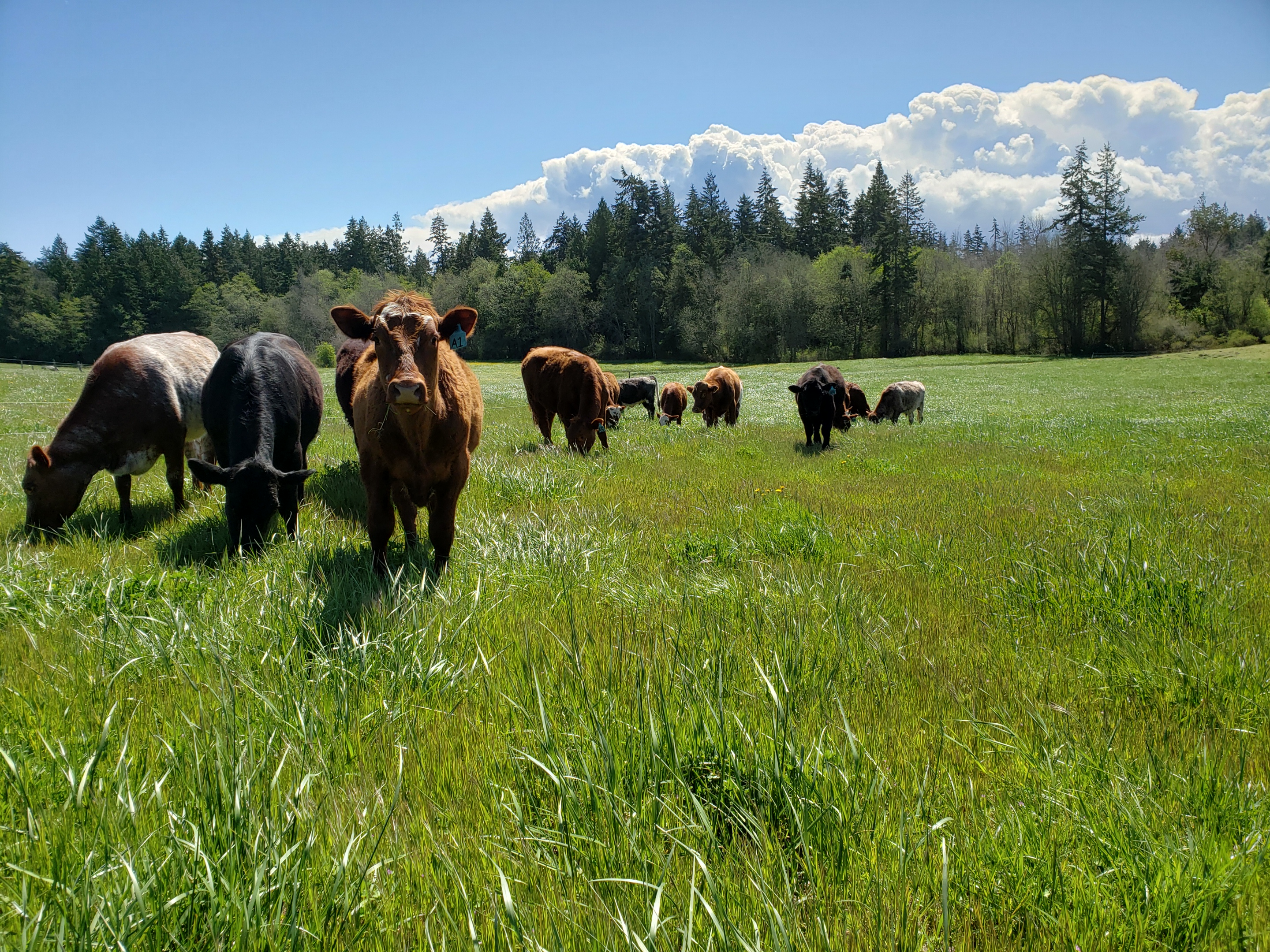 One Straw Ranch Cows on Pasture
