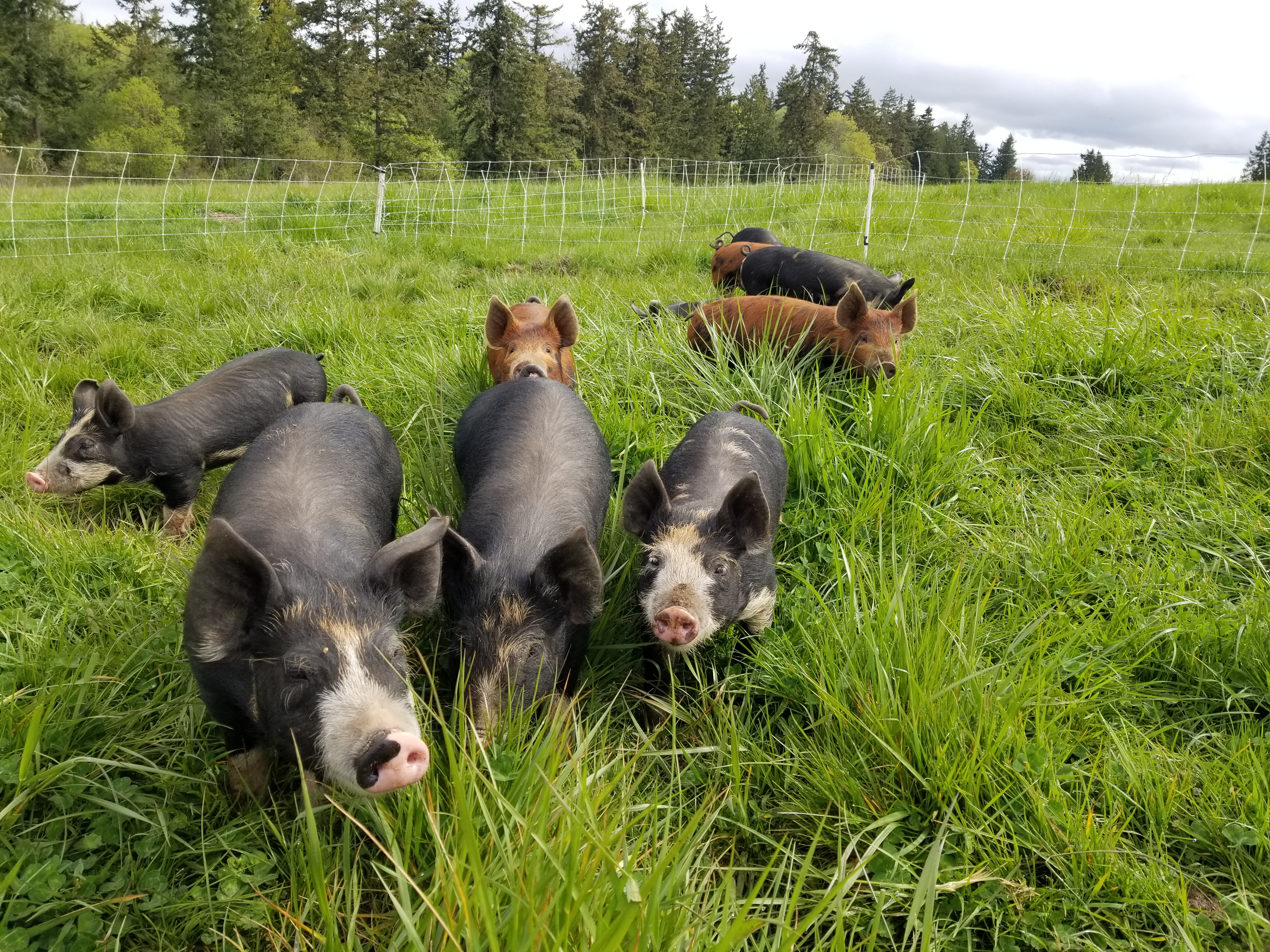 One Straw Ranch Pigs on Pasture