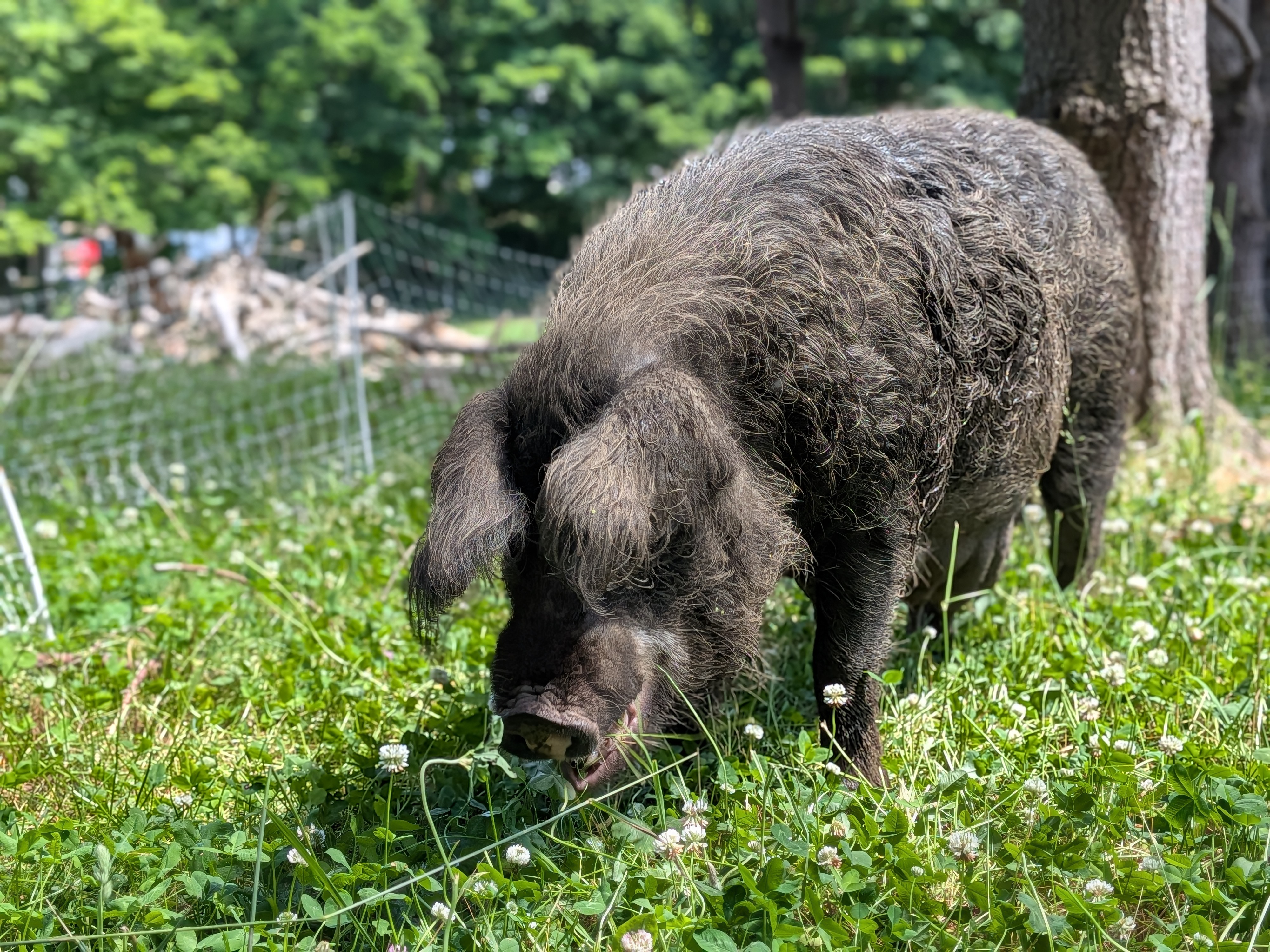 BOTL Farm