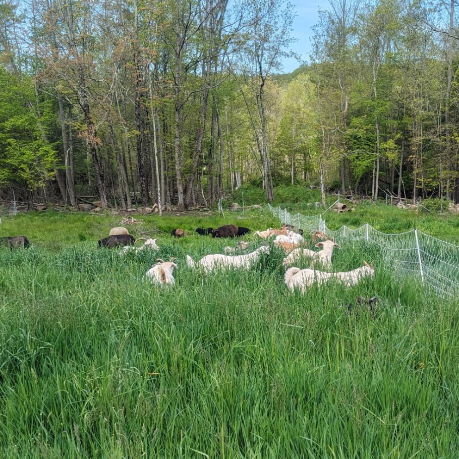 Goats on pasture
