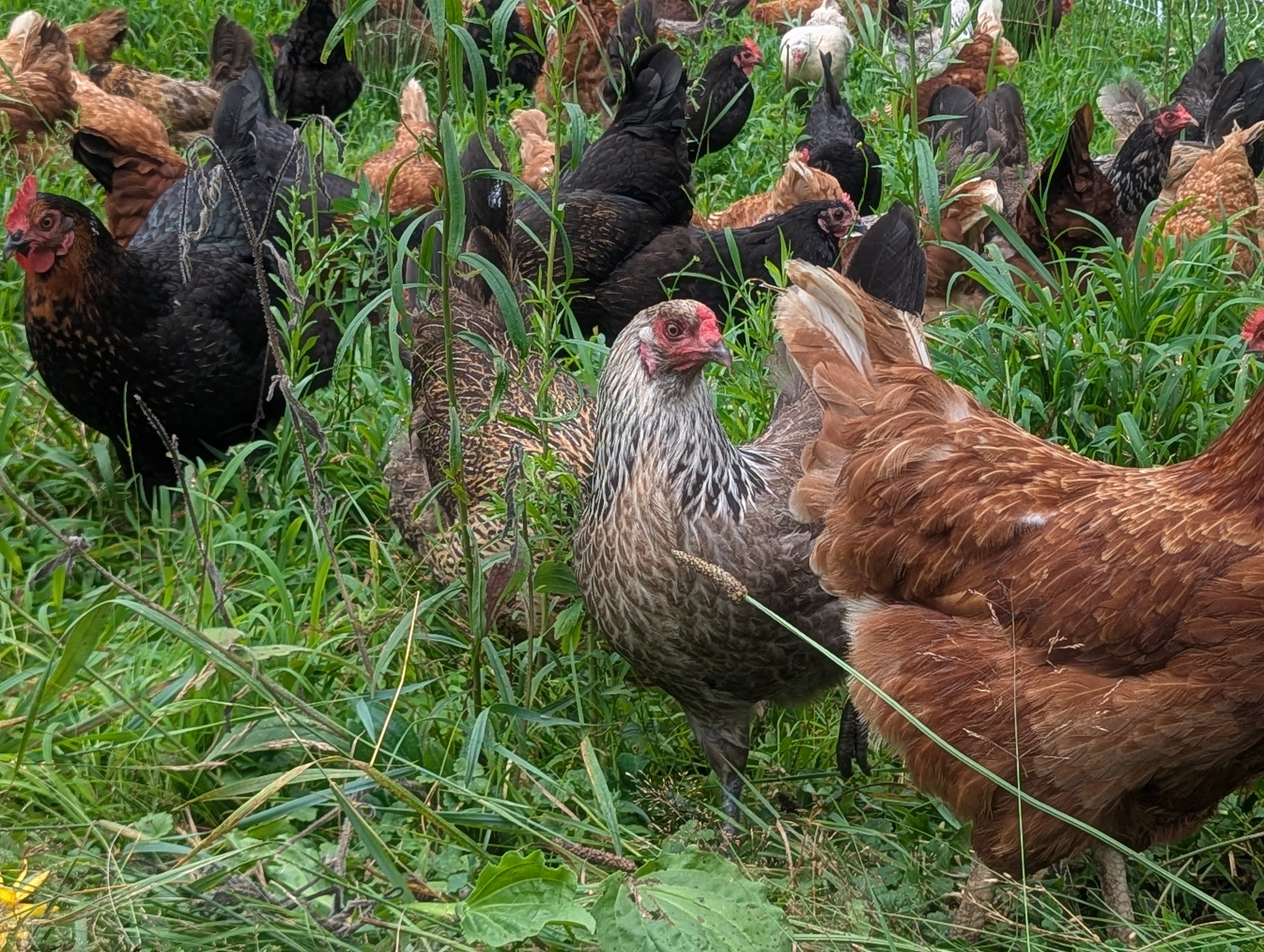 chickens on pasture