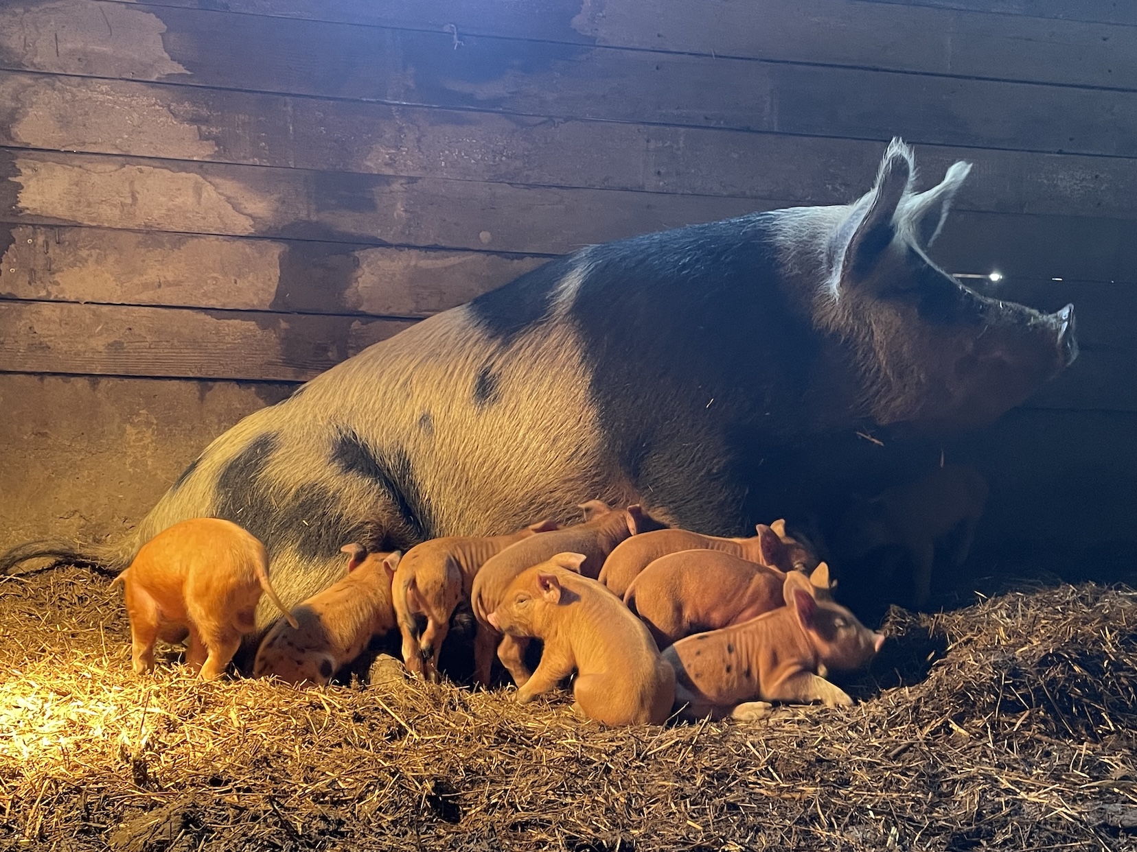Sow with piglets