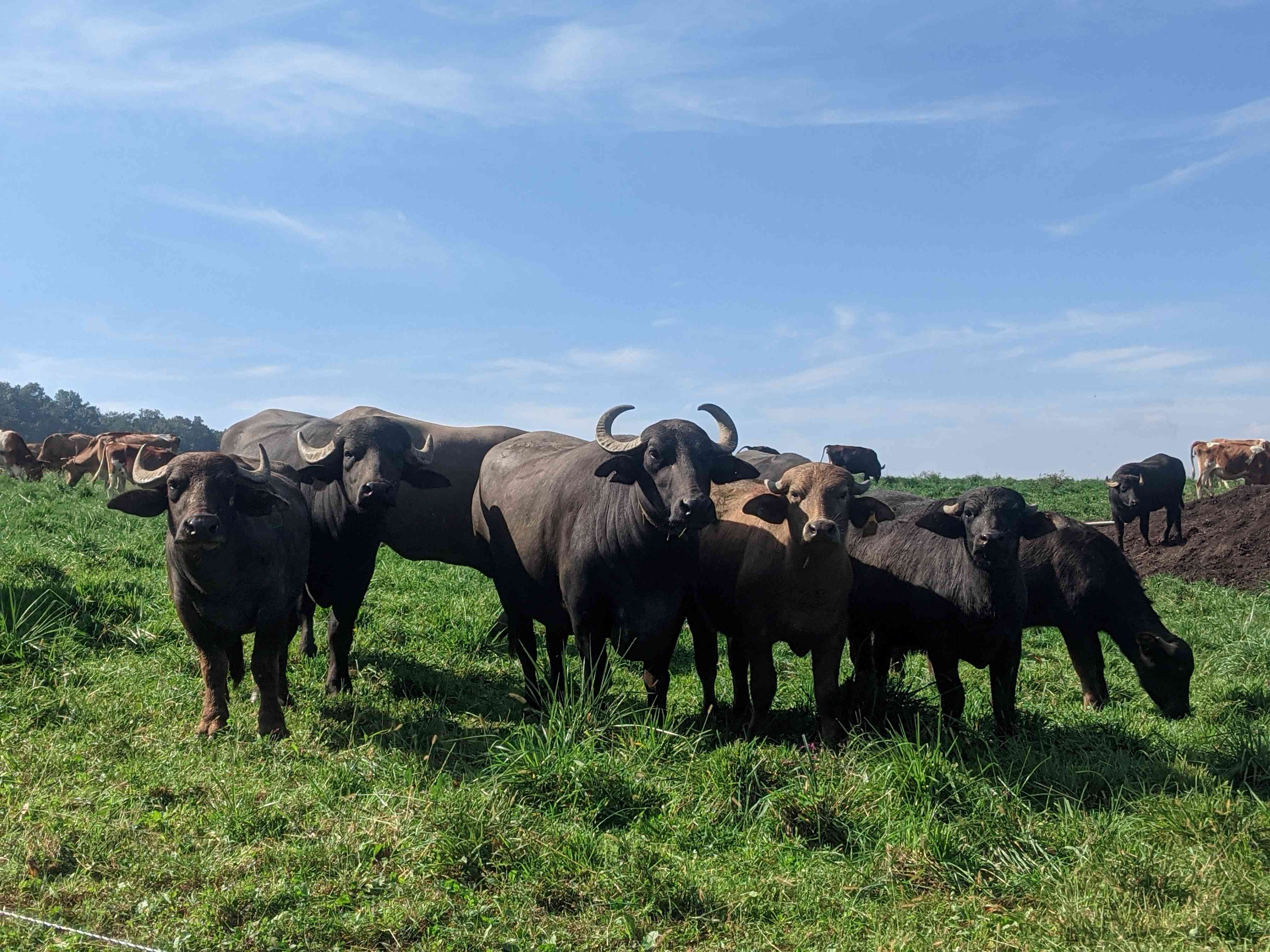 Buffalo Valley Pastures