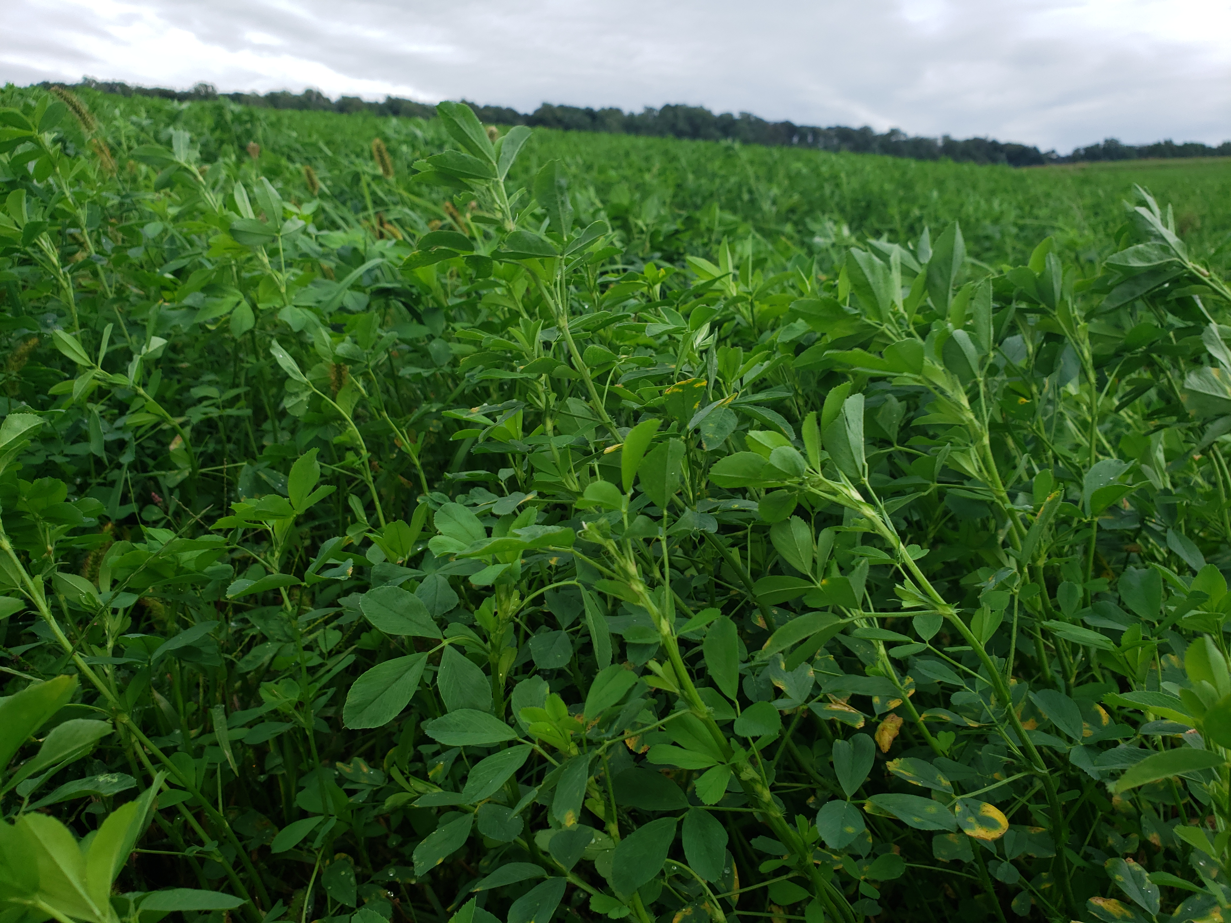 Our own grown chemical free alfalfa.  We dry and harvest it for winter.  Our cattle only eat grass all year round.