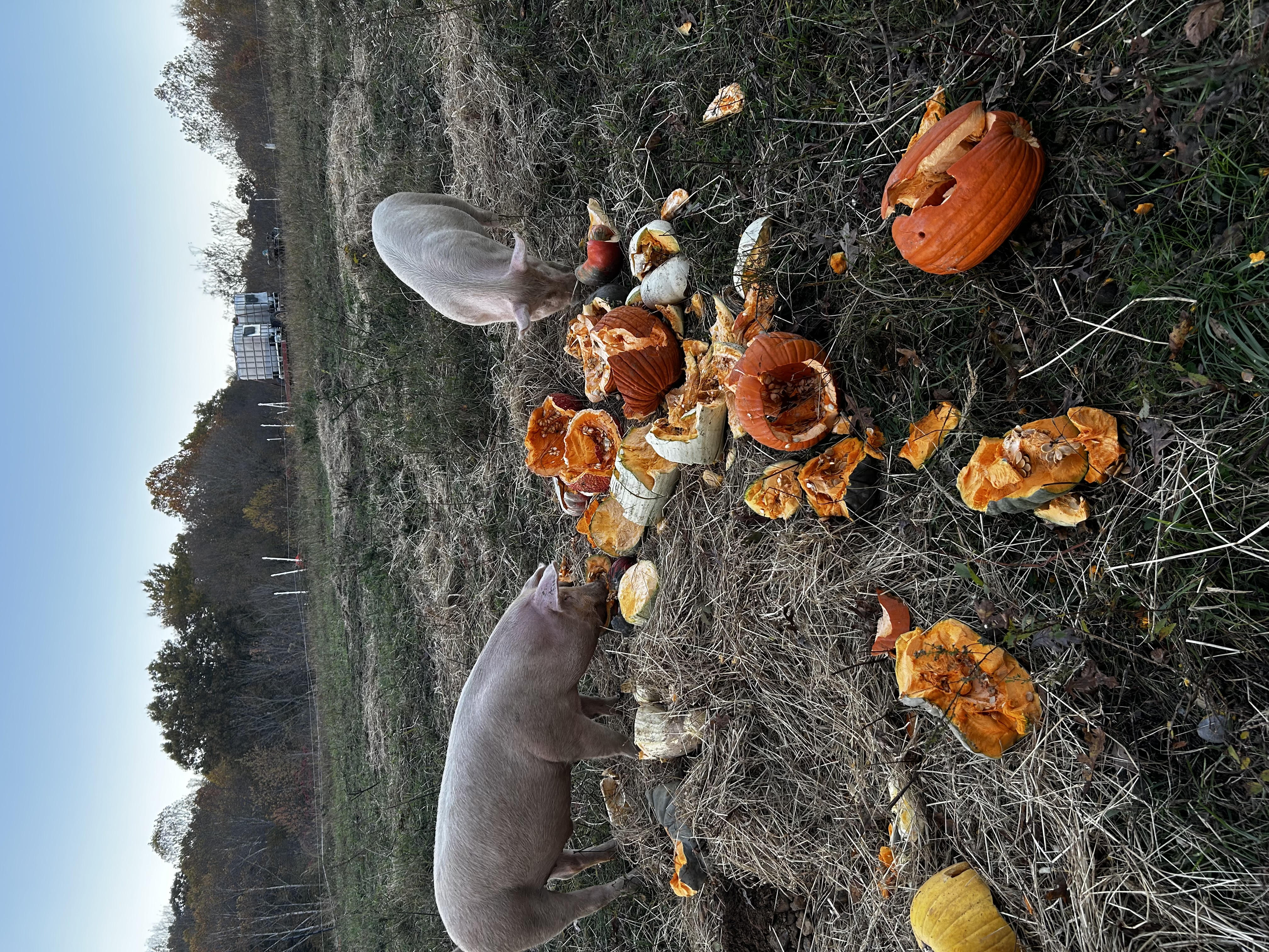Gogel Pastures