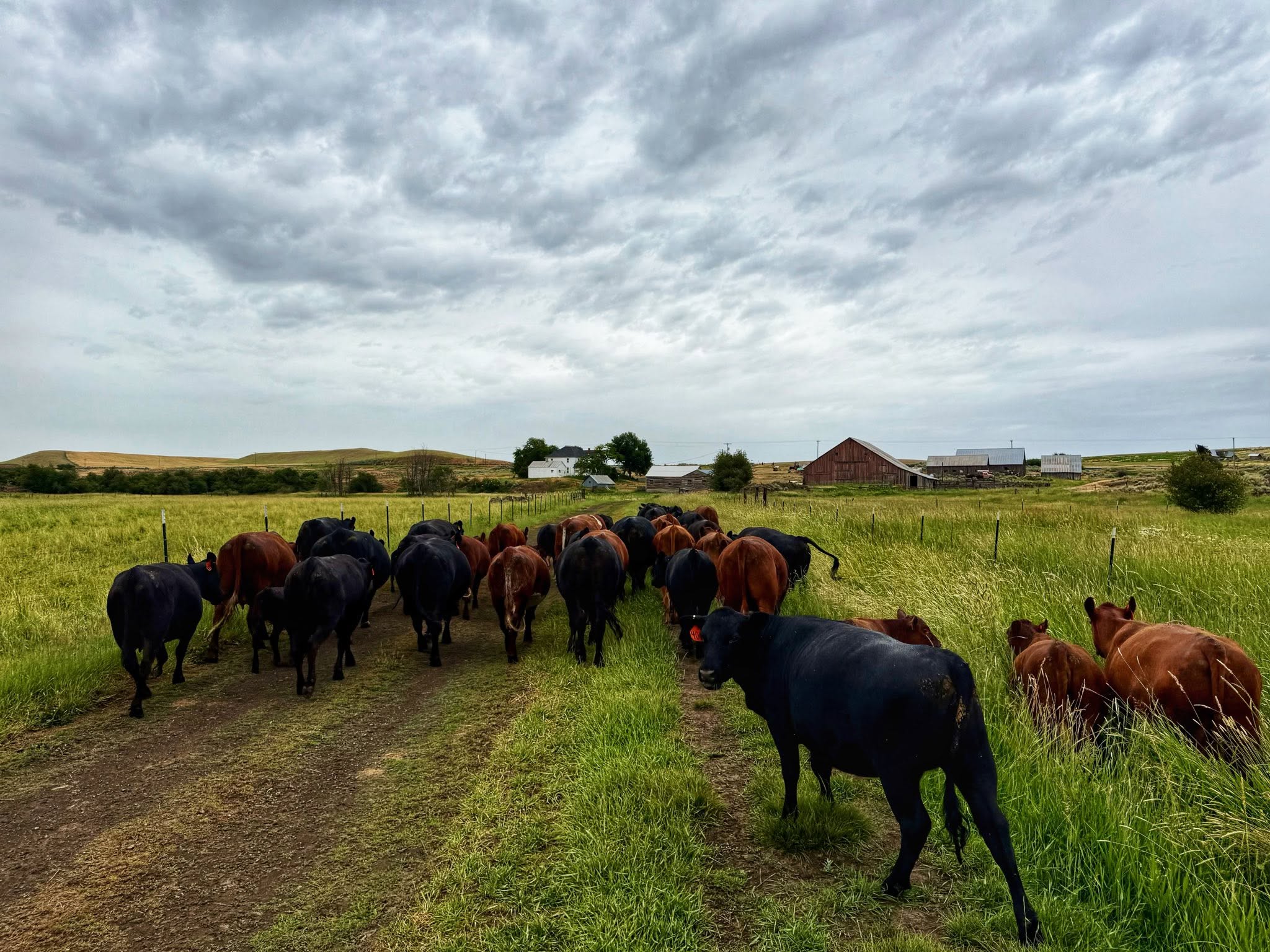 Kruger Cattle LLC