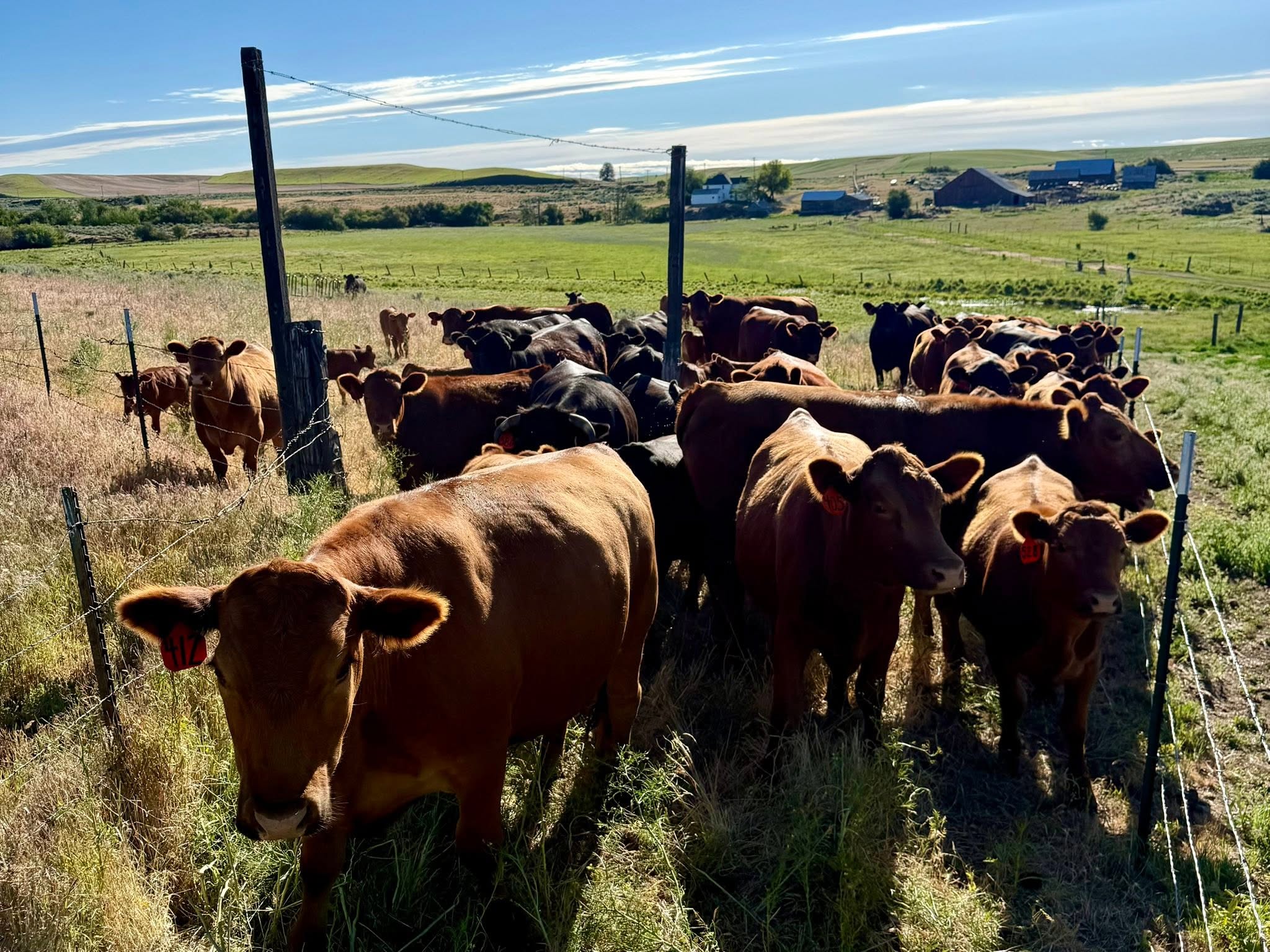 Grass Fed & Finished