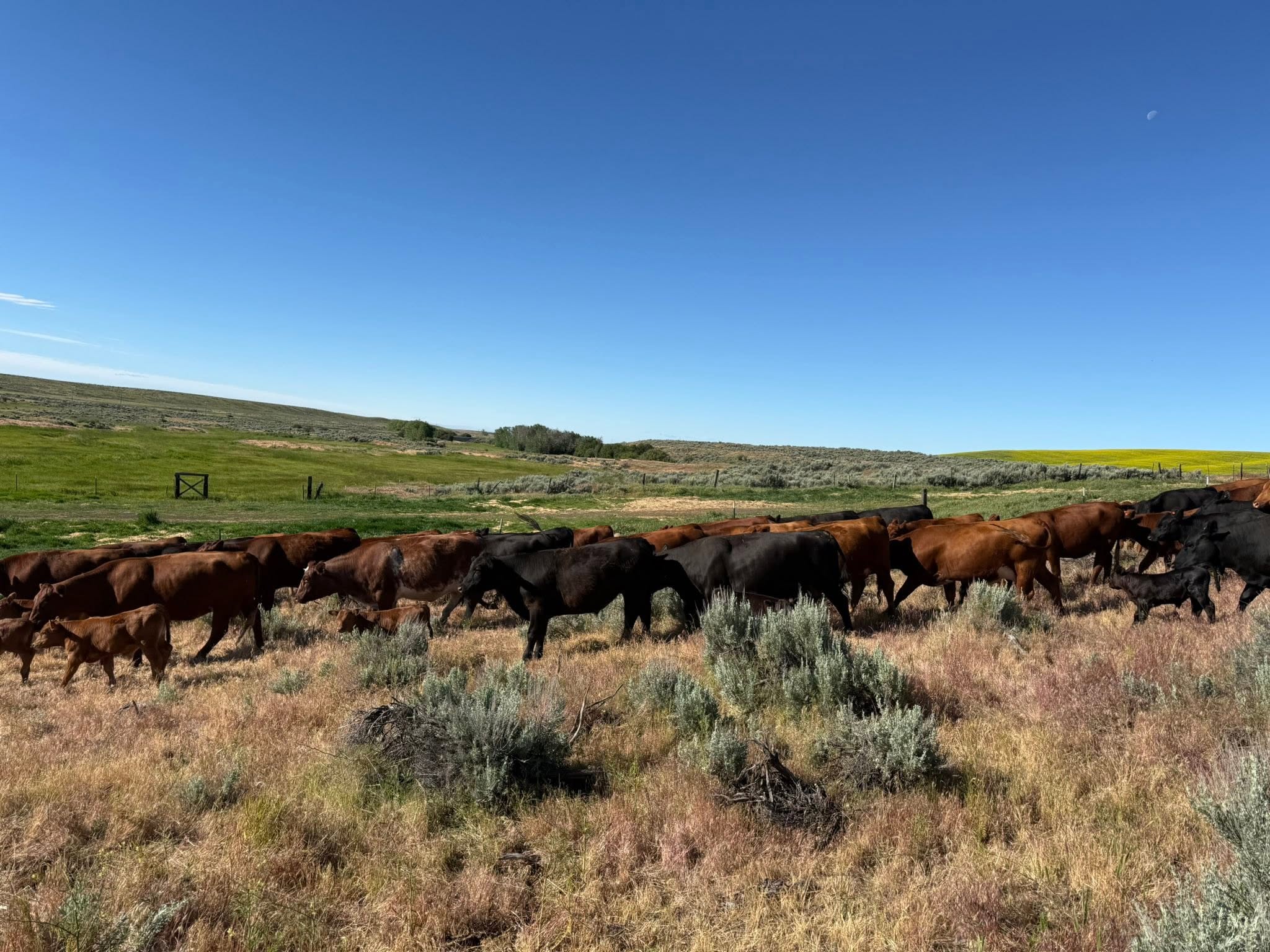 Pasture Grazed