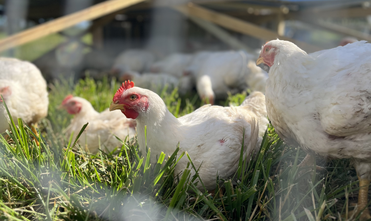 Avodah Family Farm