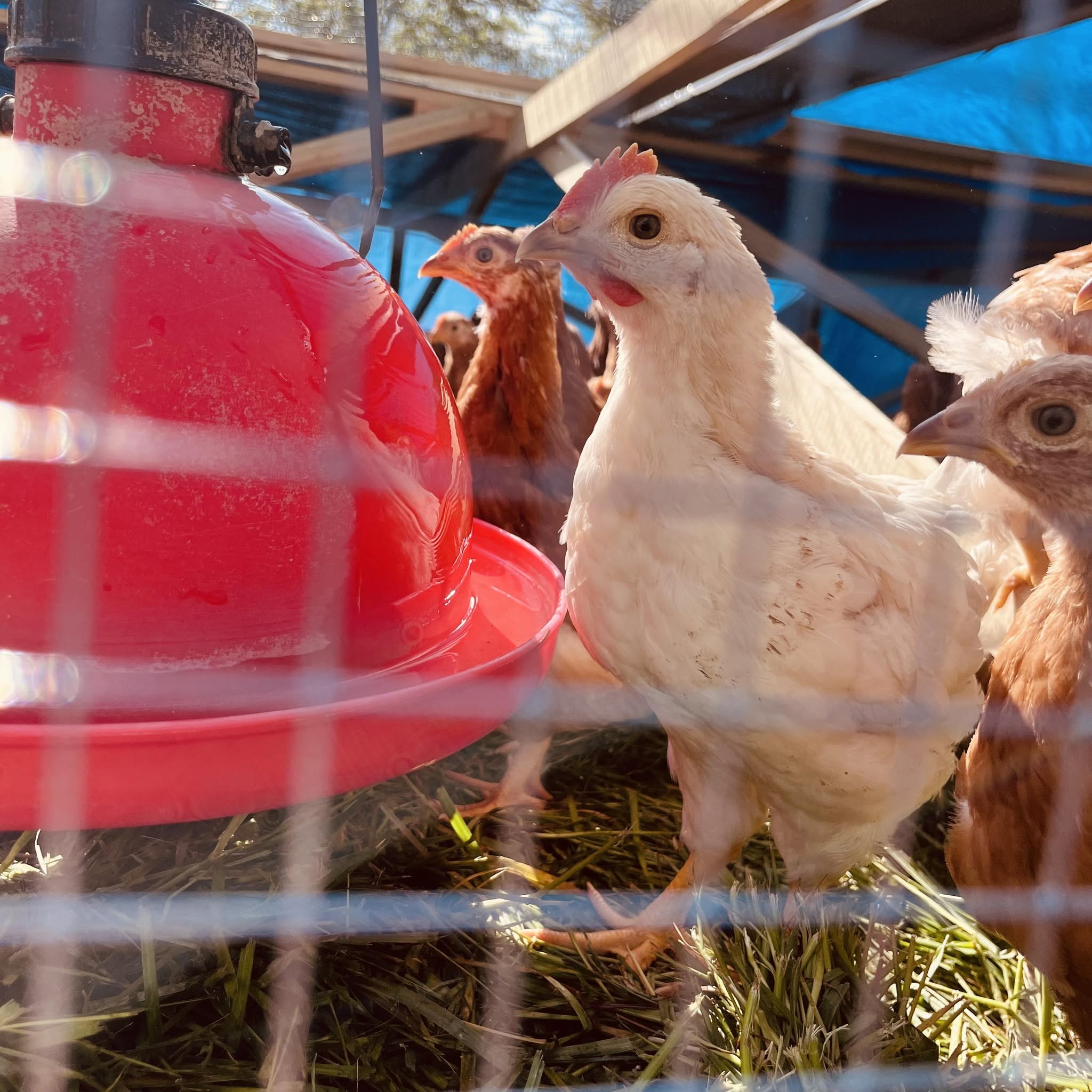 Avodah Family Farm