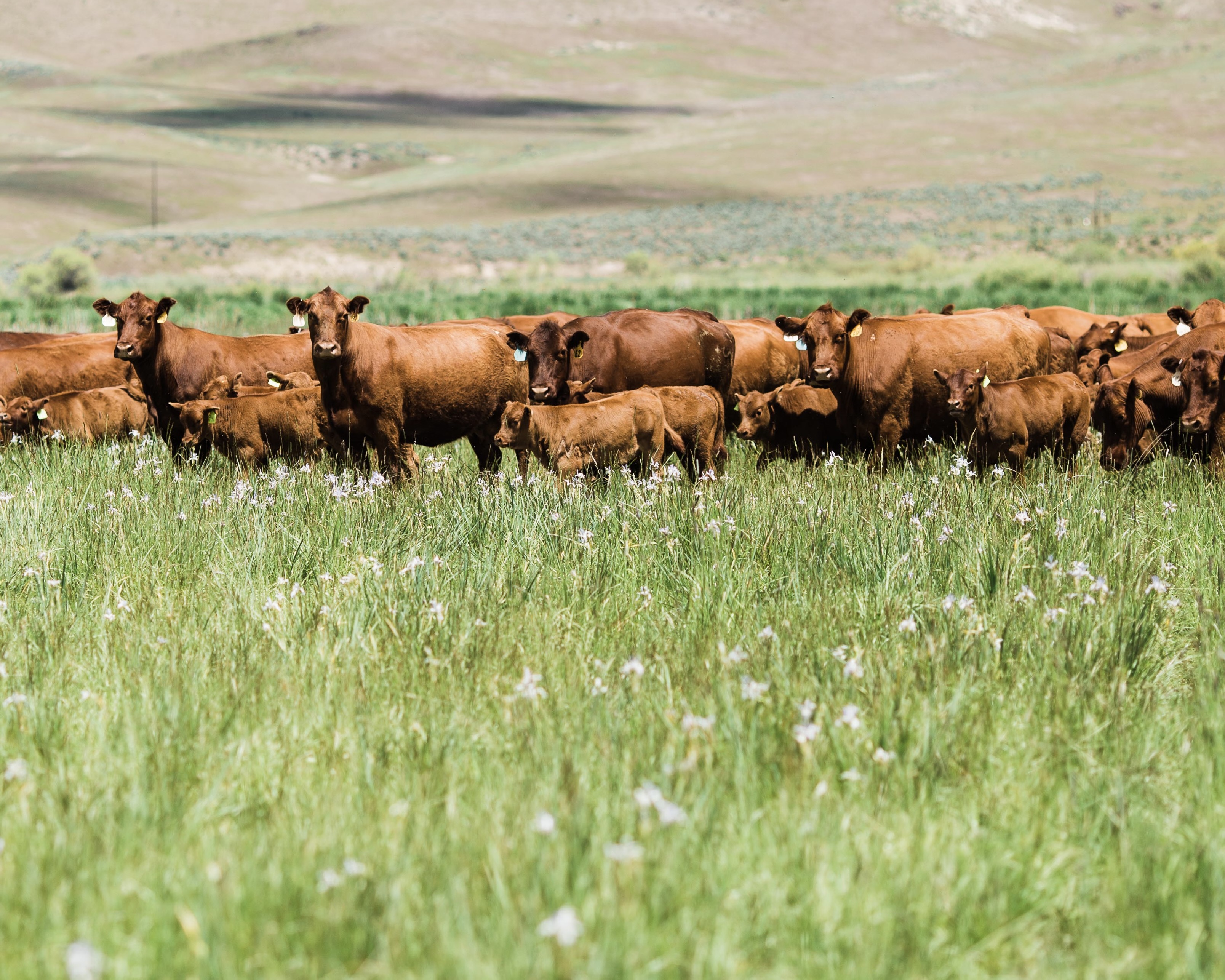 Cunningham Pastured Meats