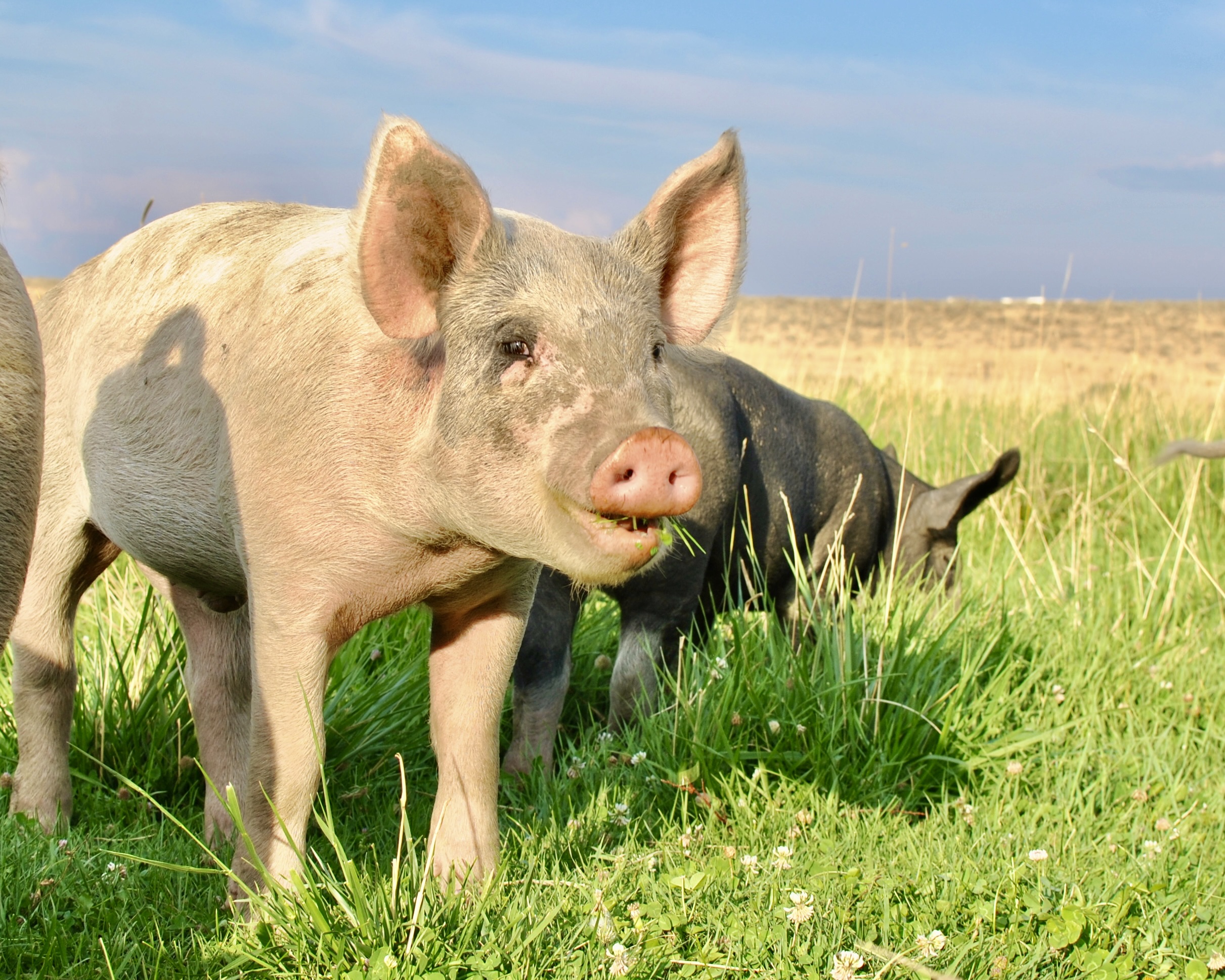 Cunningham Pastured Meats