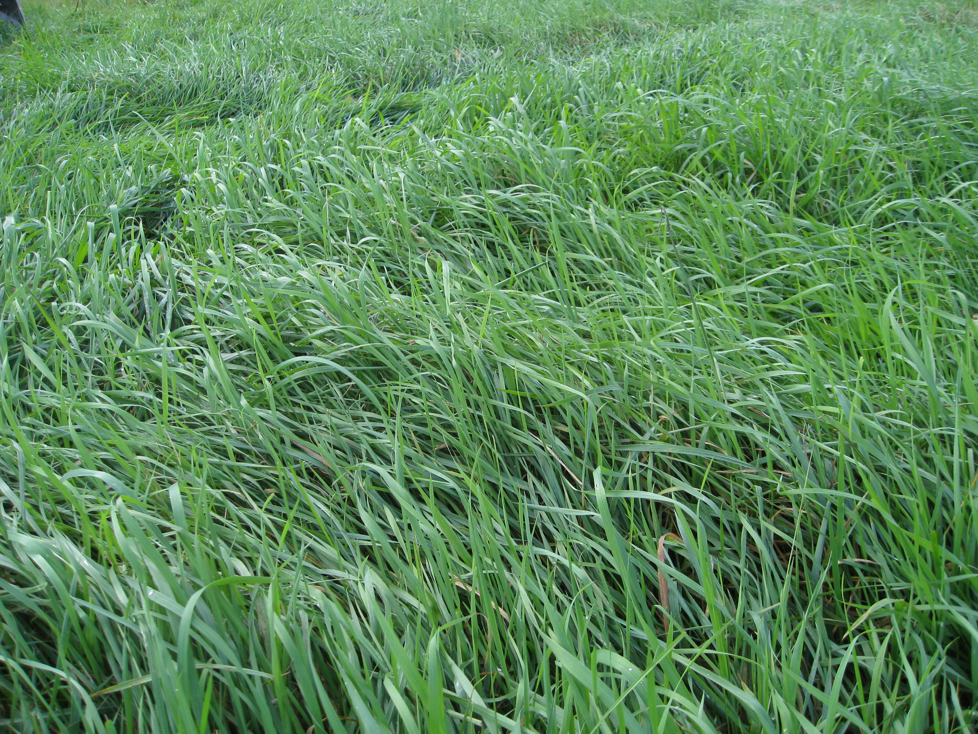 Absolute Pastured