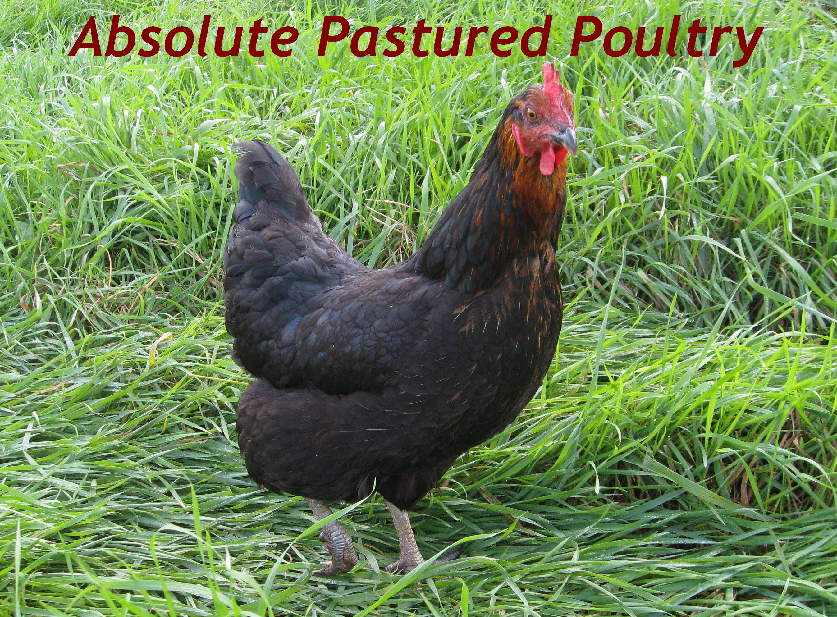 Absolute Pastured logo