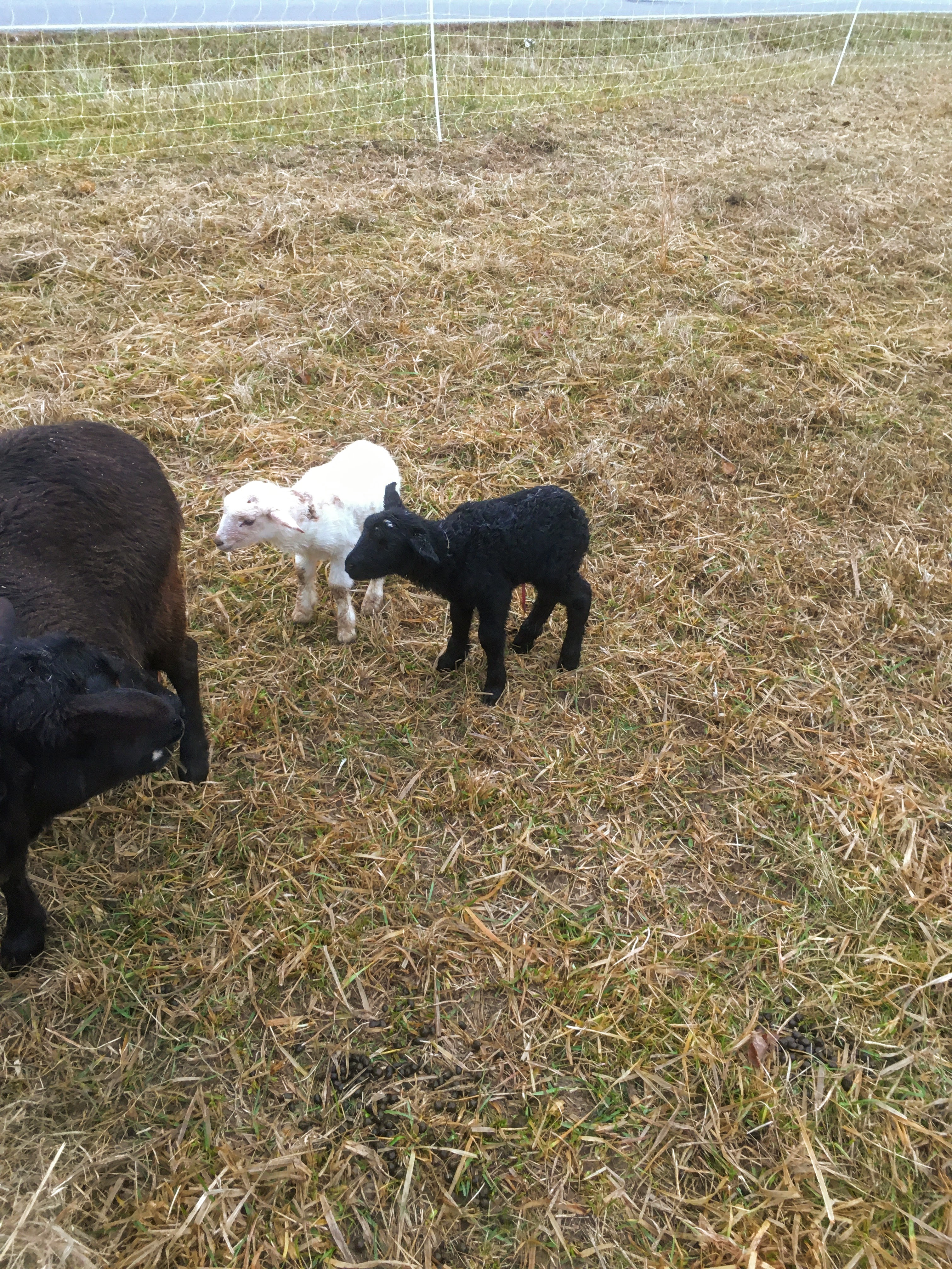 Beautifield Farm