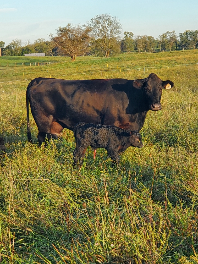Smith Meadows Meats