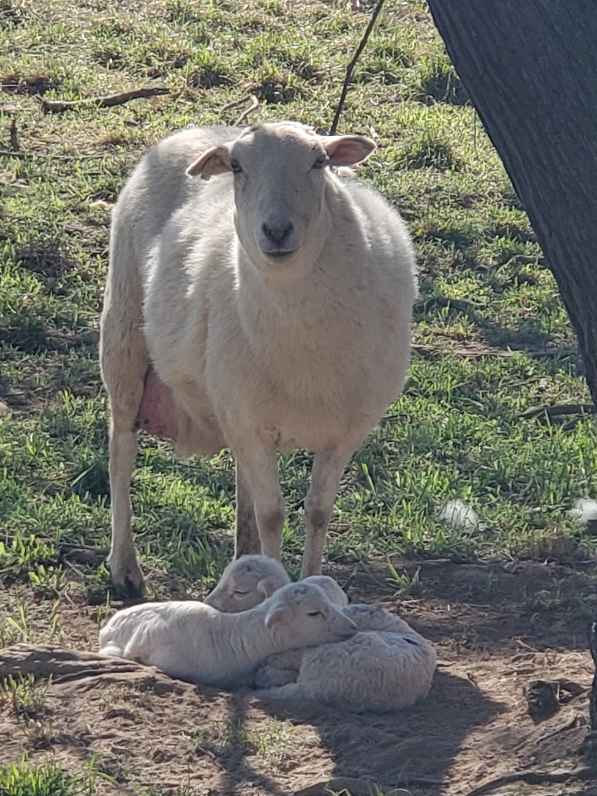 Smith Meadows Meats