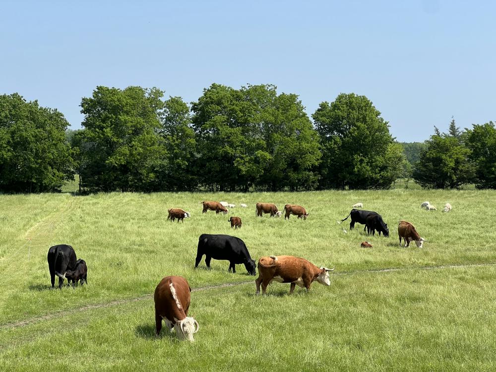 Chickenfield Farm