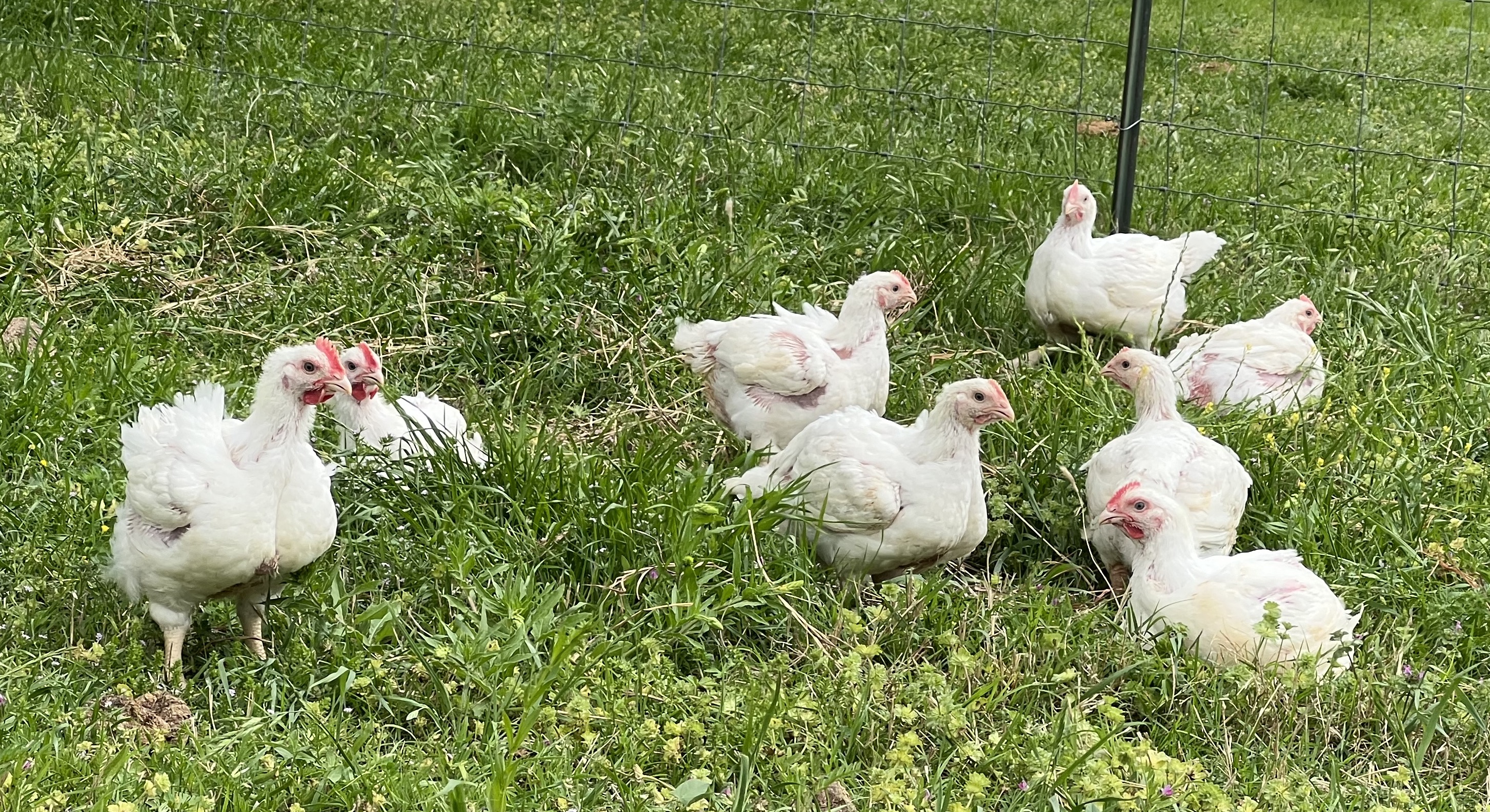 Chickenfield Farm