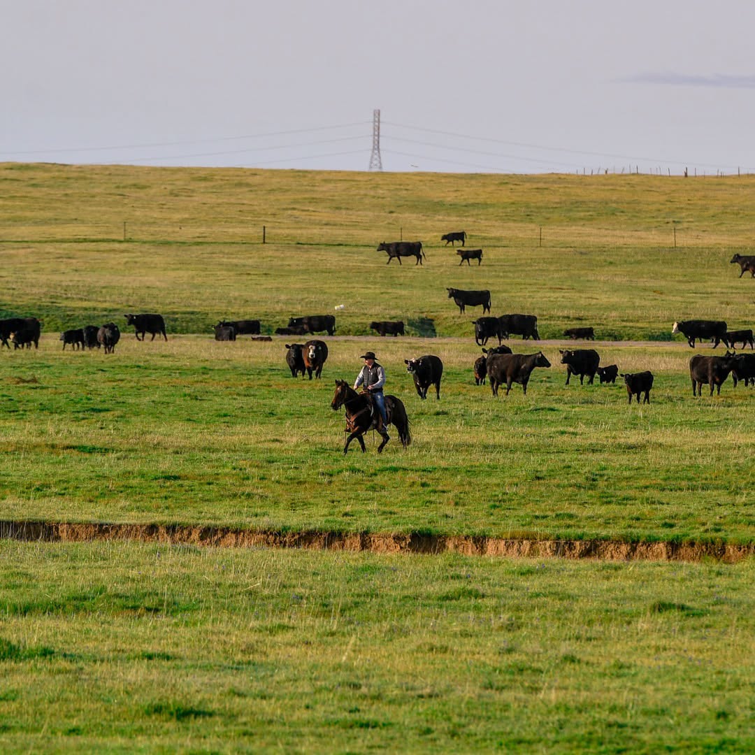 TX Bar Grassfed Beef Cattle Company