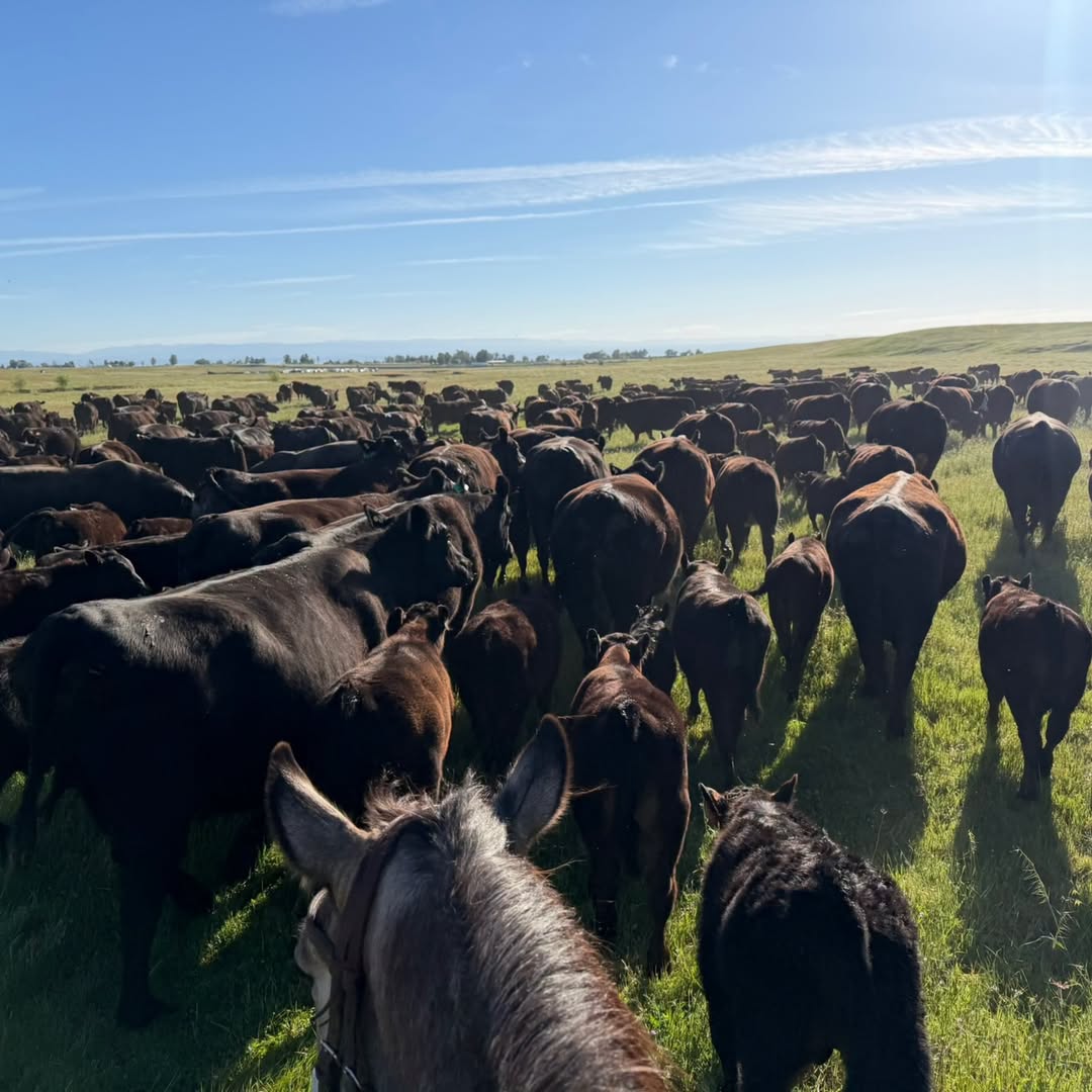Our grass-fed cattle on pasture, seen from the saddle