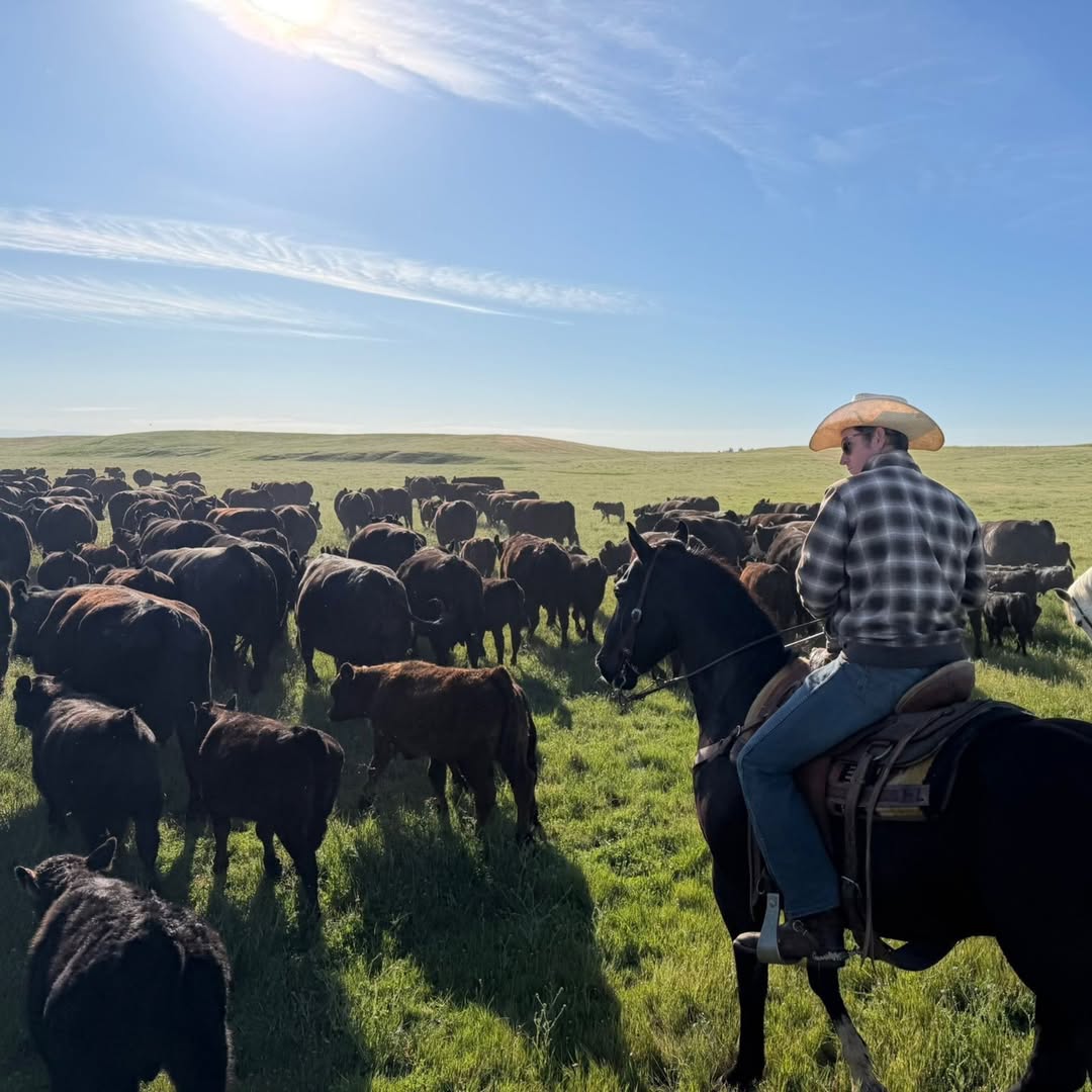 Checking the herd on horseback on spring grass