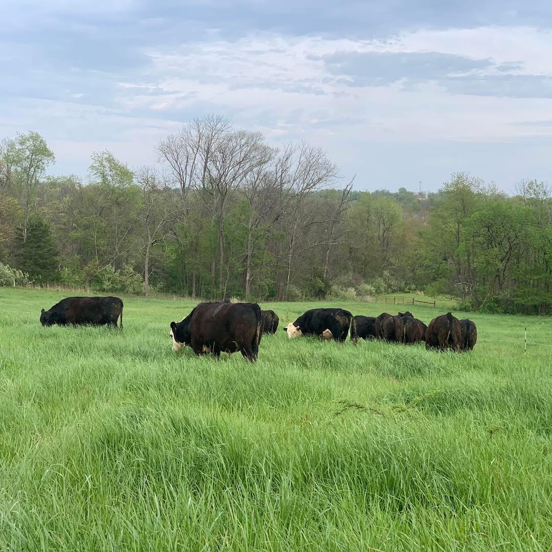 Grass Powered Meats