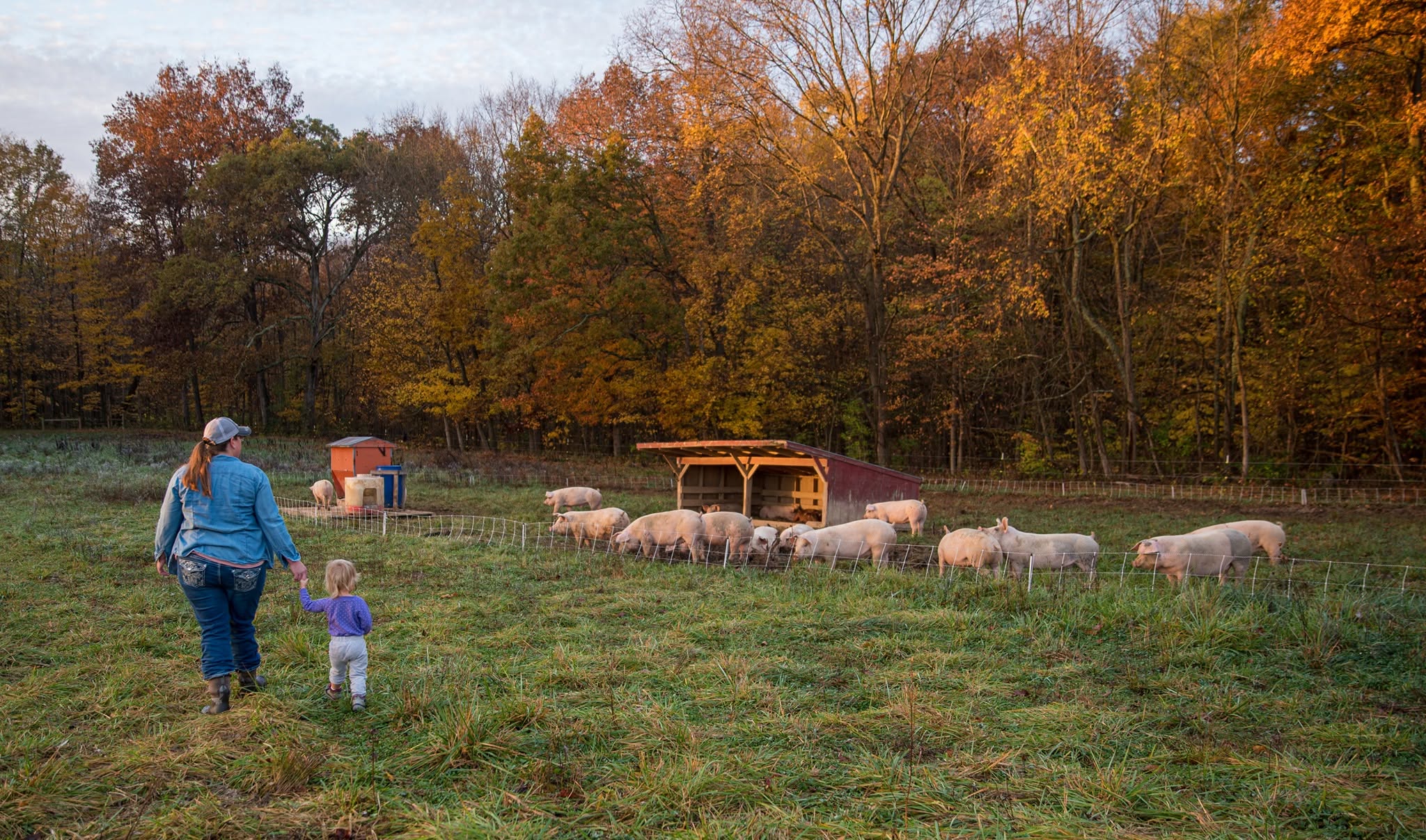 Grass Powered Meats