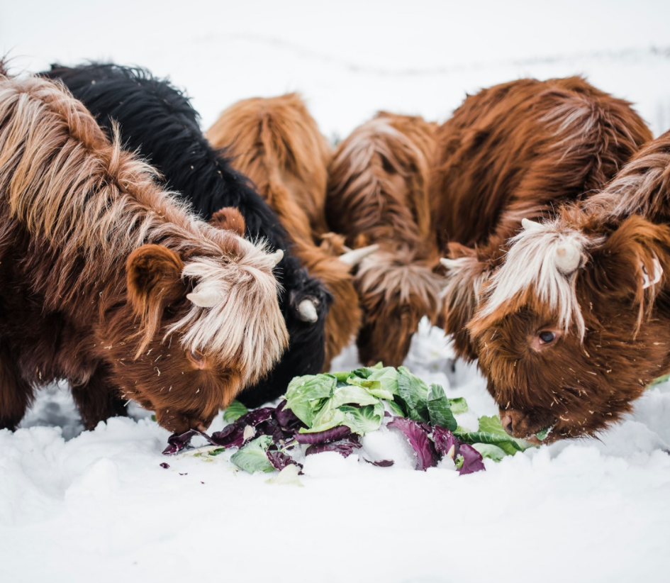 Maple K Farms, LLC