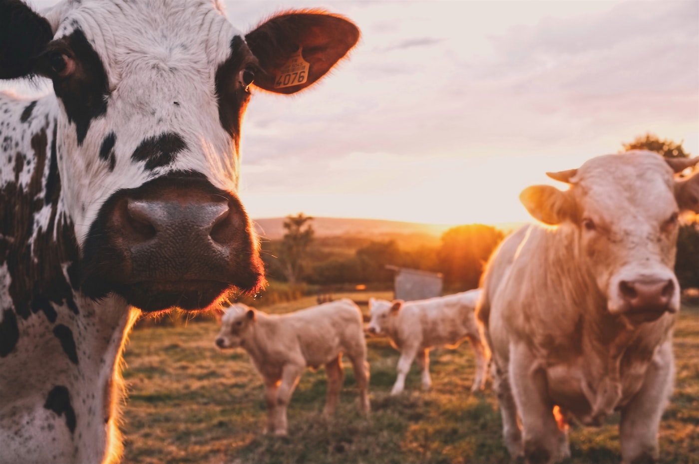 Grass-fed cattle at golden hour